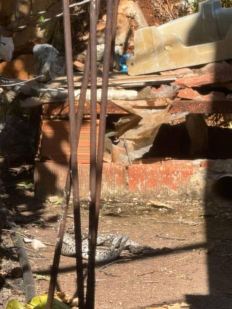 Şeritli engereklerin çiftleşme dansı kamerada