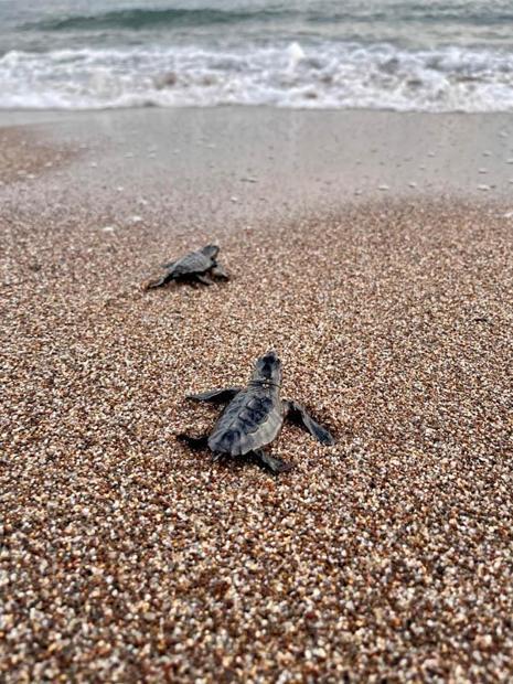 Uzay Kongresinin maskotu caretta caretta