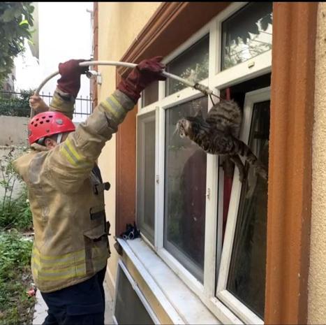 Avcılar’da pencerede sıkışan kediyi itfaiye kurtardı