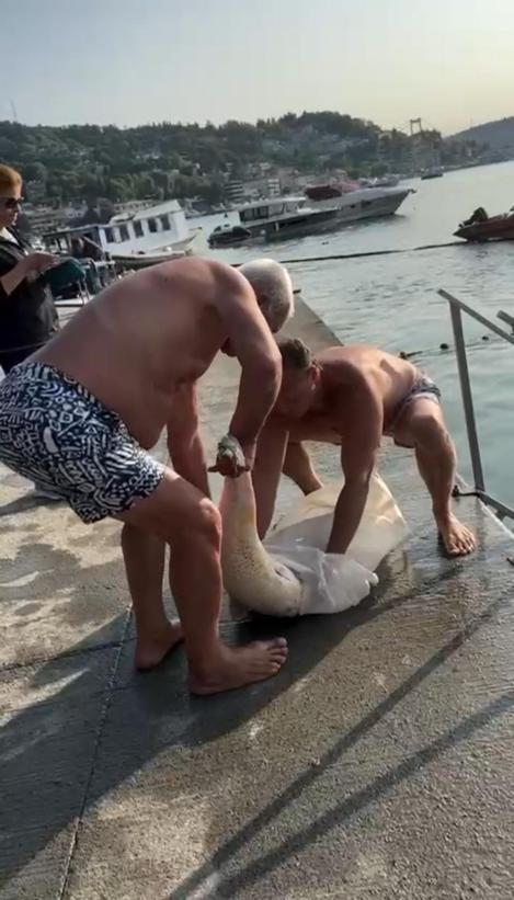 Ölü yunus Bebek sahilinde karaya vurdu; çöp konteynerine atıldı