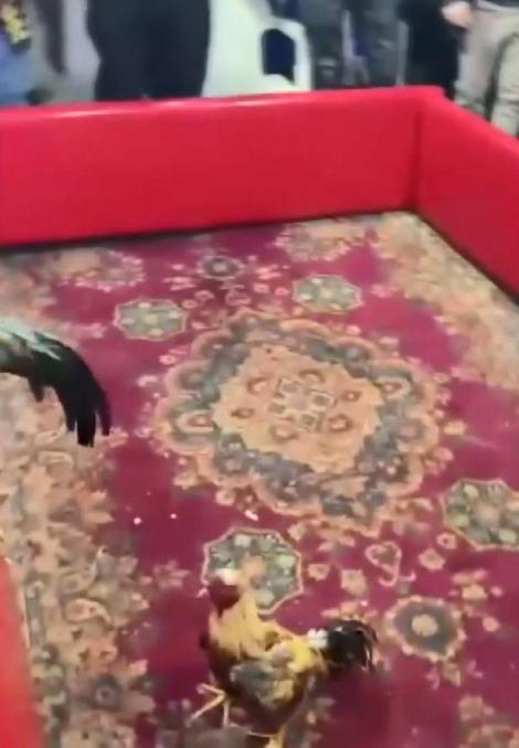 Beykozda horoz dövüştürenlere baskın: 194 bin 187 lira para cezası