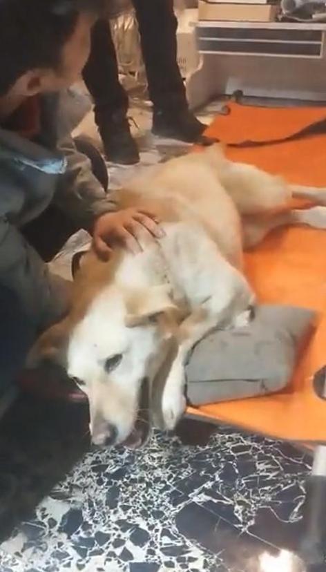 Üsküdarda sokak köpeğine silahlı saldırı