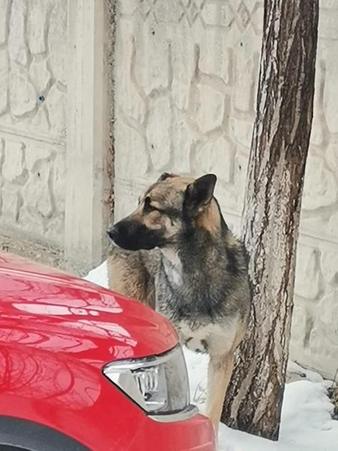 Köpeğin saldırısına uğrayan 10 yaşındaki çocuk, hayatını kaybetti