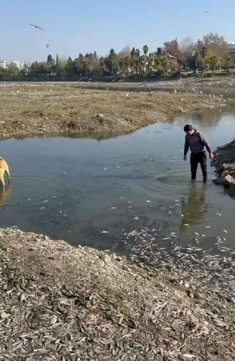 Seyhan Nehri yatağında oksijensiz kalan balıklar öldü; DSİ can suyu verdi