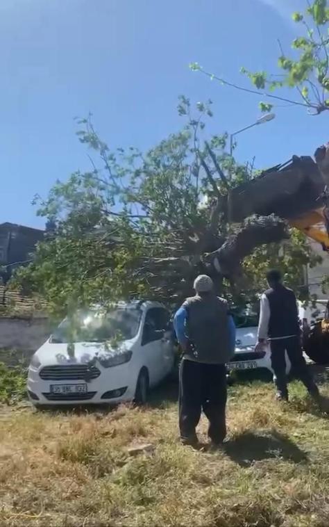 Fatih ve Bakırköy’de fırtınanın etkisiyle ağaçlar otomobillerin üzerine devrildi