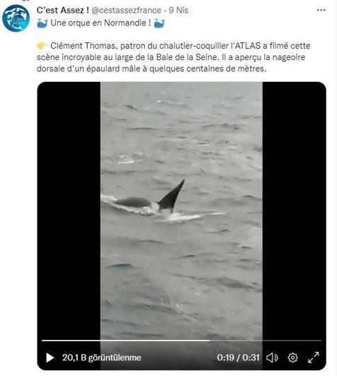 Seine Nehri’nde mahsur kalan katil balina için hoparlörlü drone’dan balina sesi yayılacak