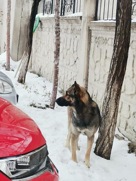 Köpeğin saldırısına uğrayan 10 yaşındaki çocuk, hayatını kaybetti