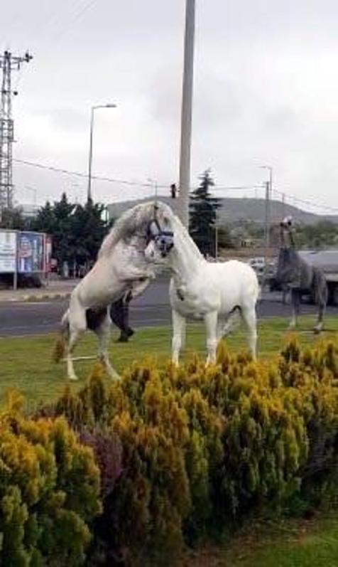 Nevşehirde maket atları gören at, şaha kalktı