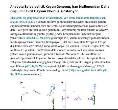 Koyunun Anadoluda evcilleştirildiğini gösteren çalışma