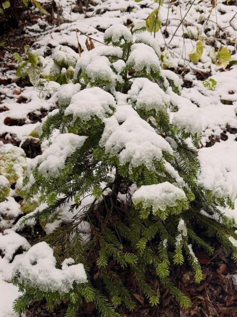 Bolu’nun yüksek kesimlerine kar yağdı