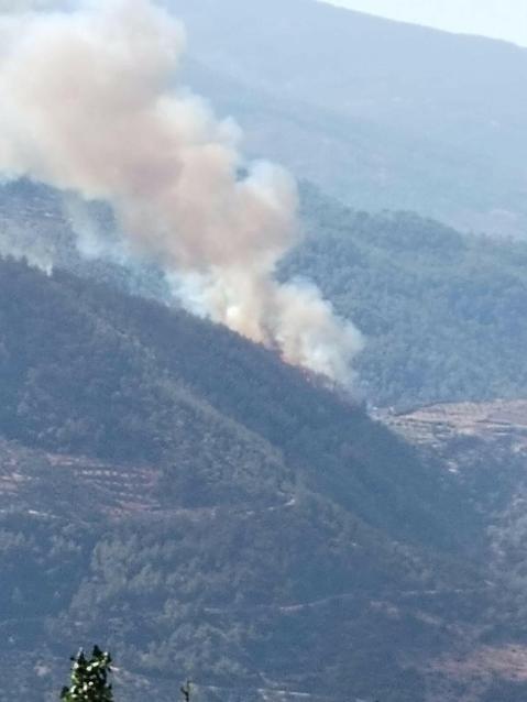 Aydındaki orman yangınında 2 bin hektar alan zarar gördü