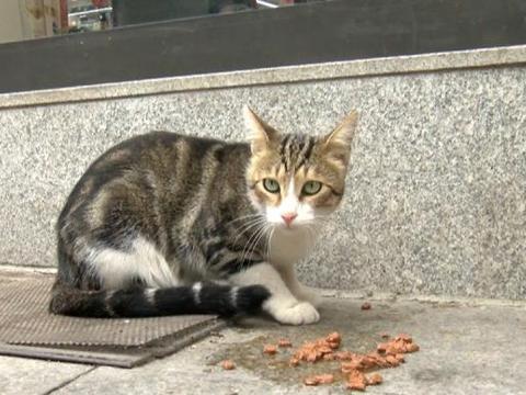 Shoppers sales cat food