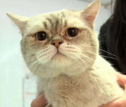 Depremden yaralı kurtulan kedinin sahibi, mikroçip sayesinde bulundu