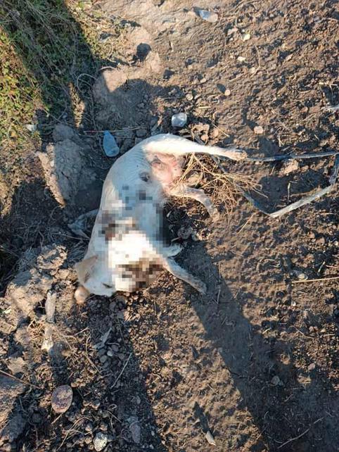 Öldürülen köpeğin bir yavrusu daha sağ bulundu