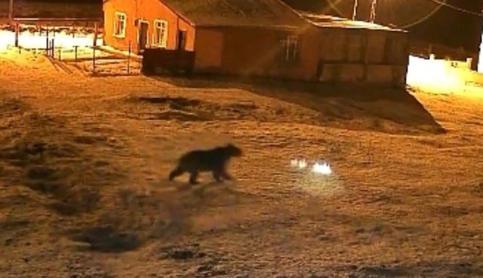 Bozayı evin bahçesine girdi, kızıl tilki çöpte yiyecek aradı