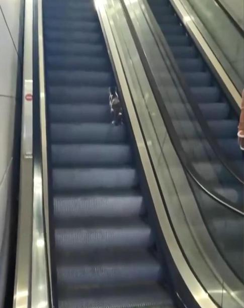 Havalimanında kedinin yürüyen merdivenle imtihanı