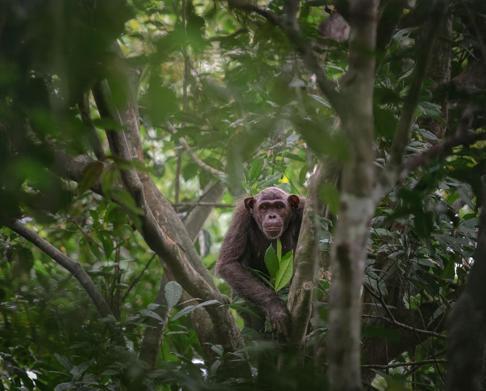 Yılın Yaban Hayatı Fotoğrafçısı Ödülünü kazanan belli oldu