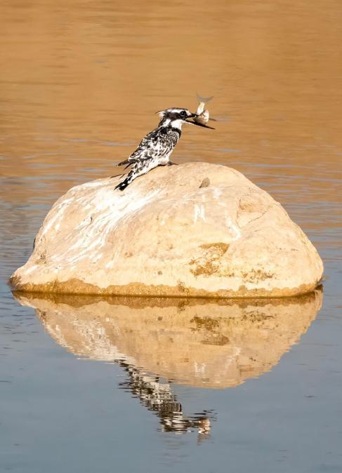 Adıyaman’da Alaca Yalıçapkını ilk kez görüntülendi