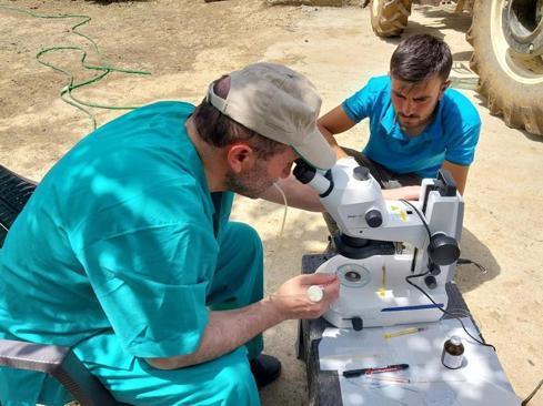 Genetik mühendislikle süt alerjisi taşımayan buzağılar dünyaya geldi