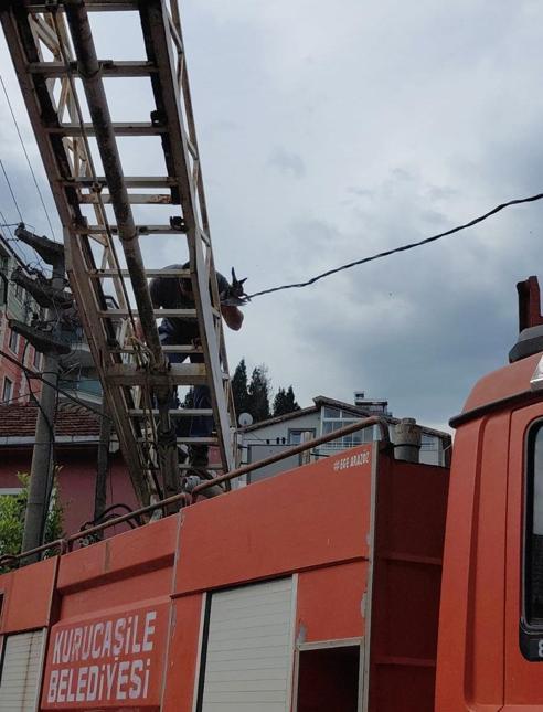 Ayağındaki misina nedeniyle tellere takılan güvercin kurtarılıp, berberde pansumanı yapıldı