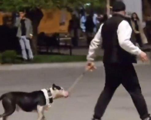 Bakırköyde ağızlıksız gezdirilen pitbull köpeğe saldırdı; sahibine 76 bin lira ceza