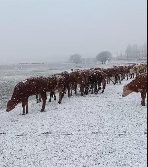 Ardahanın yüksek kesimlerinde kar yağışı