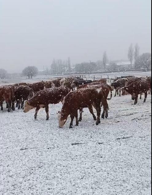 Ardahanın yüksek kesimlerinde kar yağışı