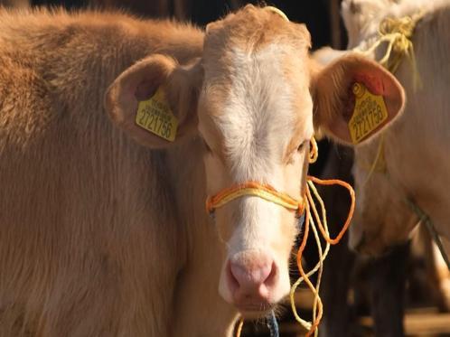 Adana Veteriner Hekimler Odası Başkanı Köse’den yetiştiricilere şap hastalığı uyarıları