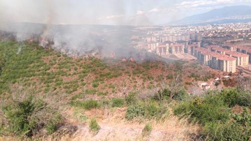 Kocaelide çıkan orman yangını kontrol altında
