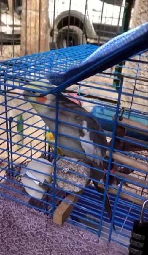 Polis, enkazdan çıkarılan papağana sahip çıktı