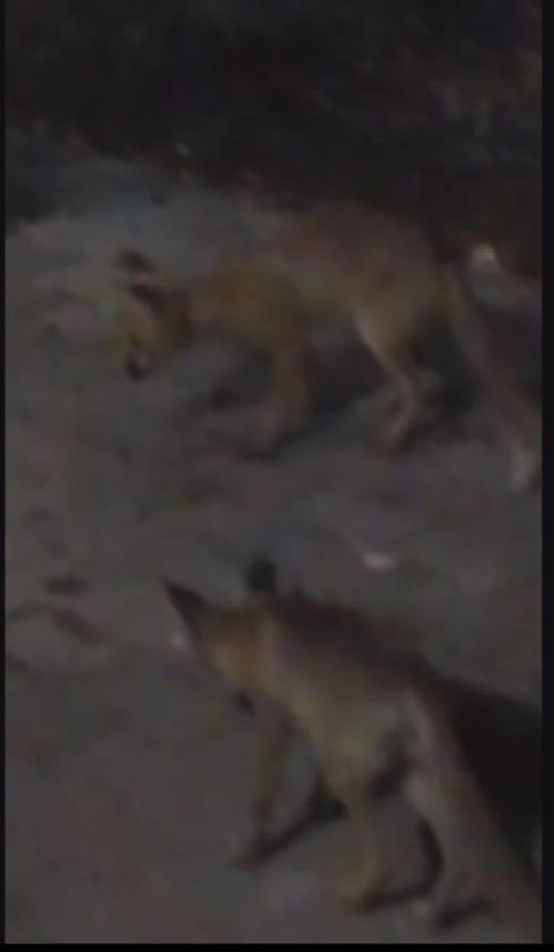 Amasya’da eliyle beslediği tilki bu kez yavrusuyla geldi