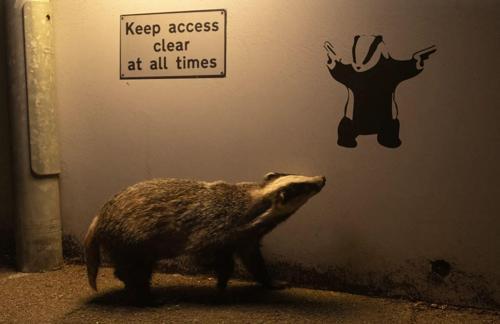 Yılın Yaban Hayatı Fotoğrafçısı Ödülünü kazanan belli oldu