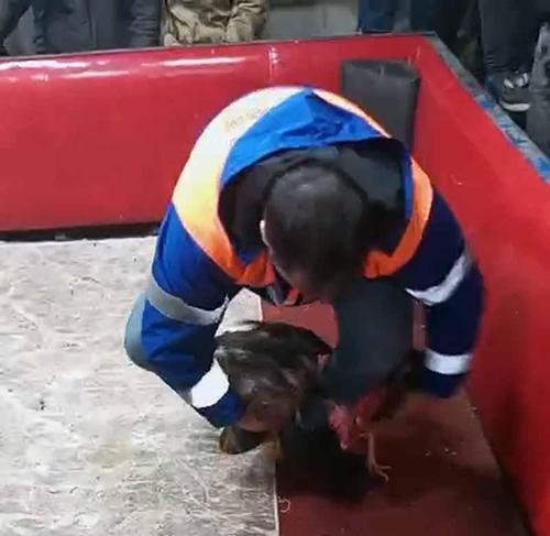 Temizlik işçisi kıyafeti giyen polisten horoz dövüşüne suçüstü; 661 bin lira ceza