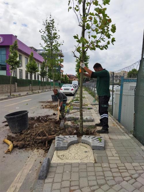 Ümraniyede 5 yılda 40 bin ağaç toprakla buluştu