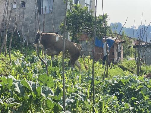 Yurttan Kurban Bayramı Manzaraları