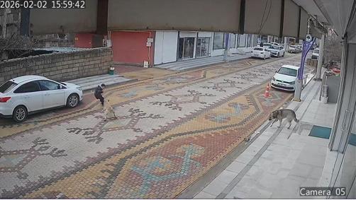 Esnafın, çocuğu, sokak köpeğinin saldırısından kurtardığı anlar kamerada
