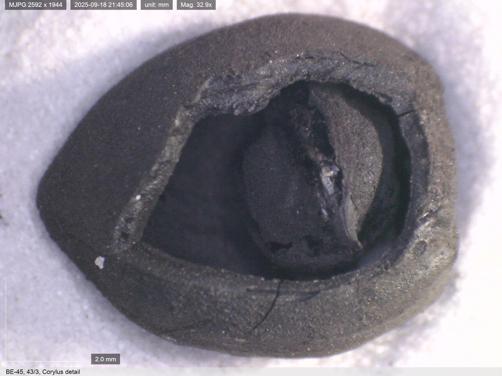 4 bin yıllık nohut ve 8 bin 600 yıllık ekmek kalıntıları gün yüzüne çıkarıldı