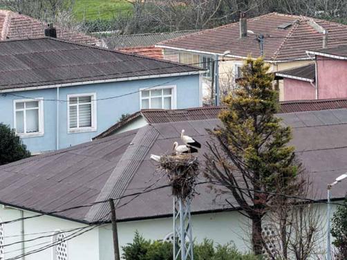 Afrikadan göç eden leylekler İstanbula ulaştı
