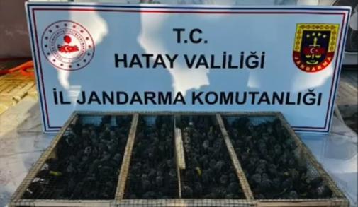 Traktörün römorkunda 2 bin 114 saka ele geçirildi; sürücüye 19,8 milyon TL ceza kesildi