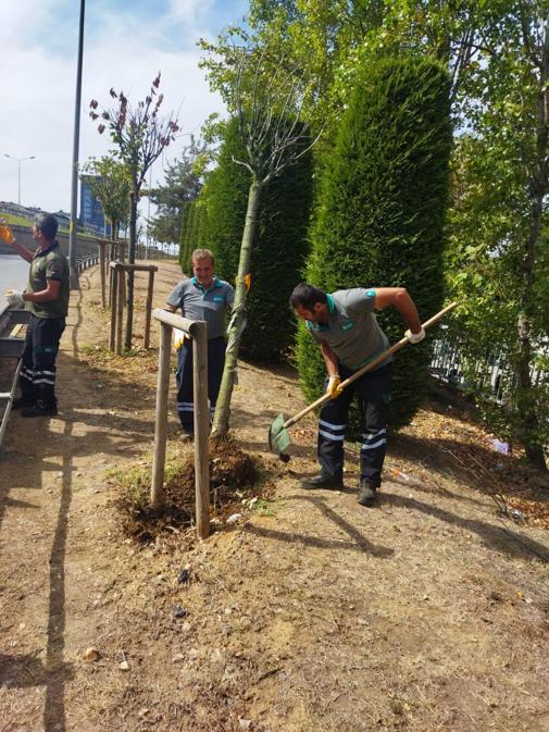 Ümraniyede 5 yılda 40 bin ağaç toprakla buluştu