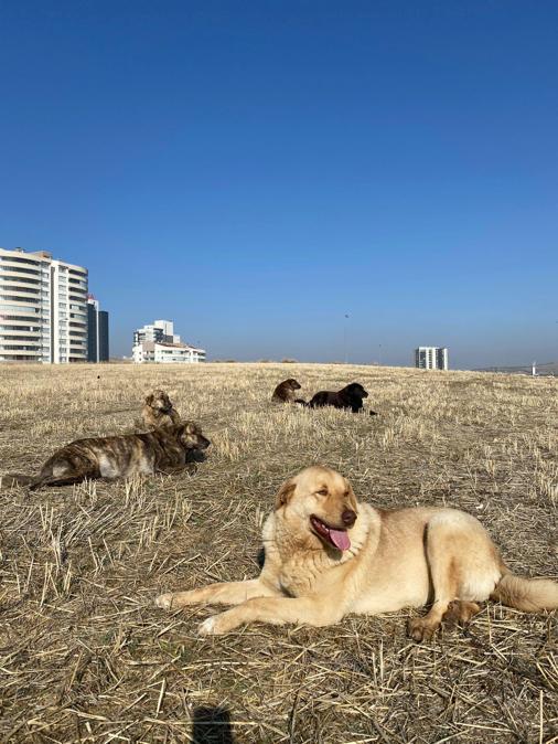 Köpeklerin zehirli etle öldürülmesine tepki