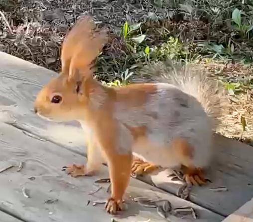Kızıl sincap, piknikçilerin yanına gelip çekirdek yedi