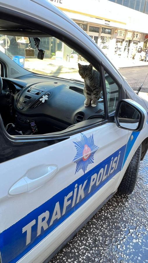 A cat got into the police car to elude dogs chasing it