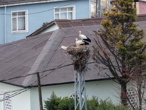 Afrikadan göç eden leylekler İstanbula ulaştı