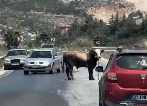 Yurttan Kurban Bayramı Manzaraları