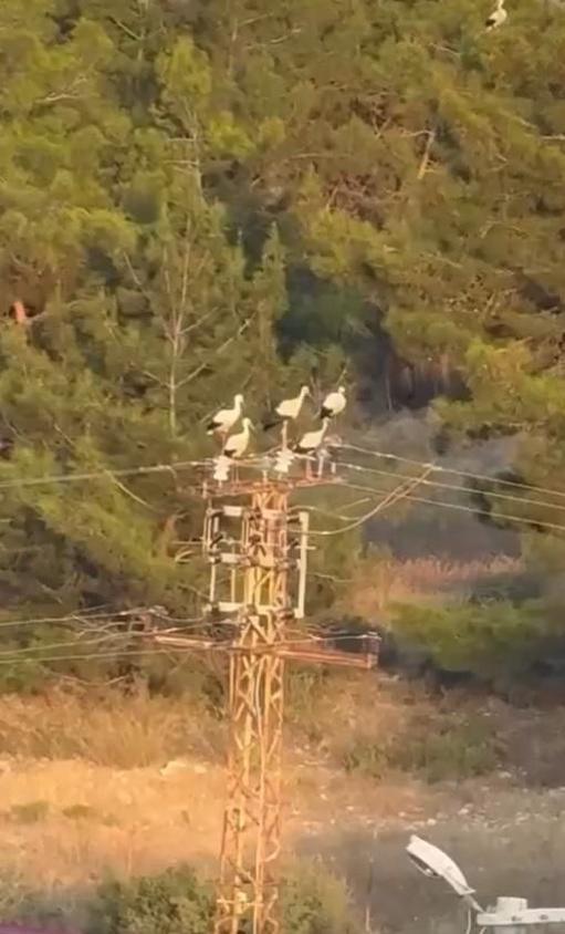 Leyleklerin elektrik direğinde akıma kapılıp öldüğü anlar kamerada