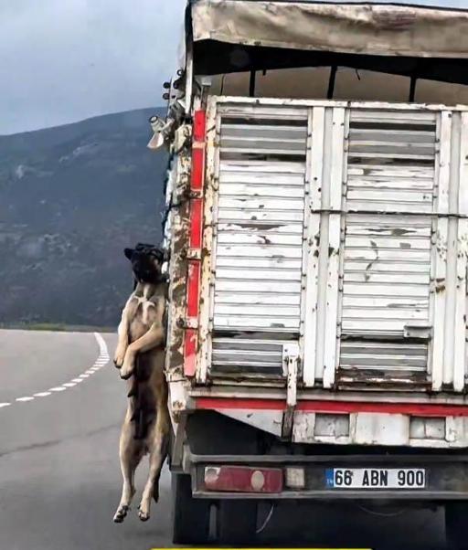 Kasasında köpek iple asılı halde seyrederken görüntülenen kamyonetin sürücüsüne adli işlem