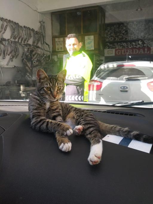 A cat got into the police car to elude dogs chasing it