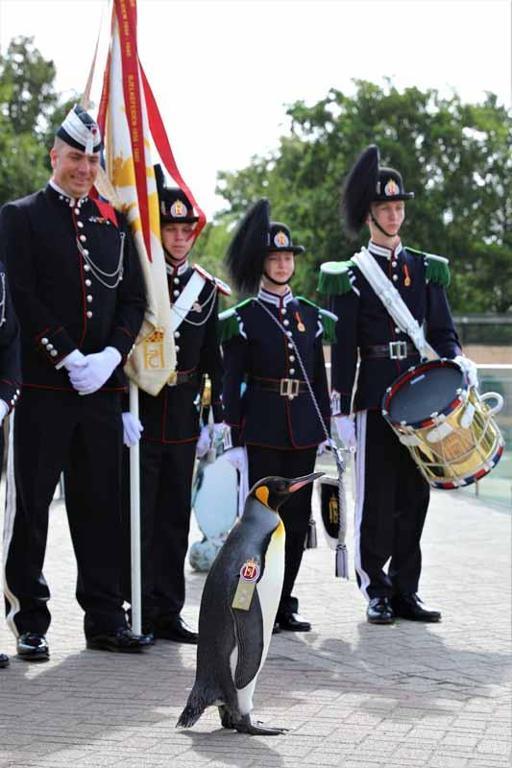 Guinnessten dünyanın en yüksek rütbeli pengueni Olav’a kutlama