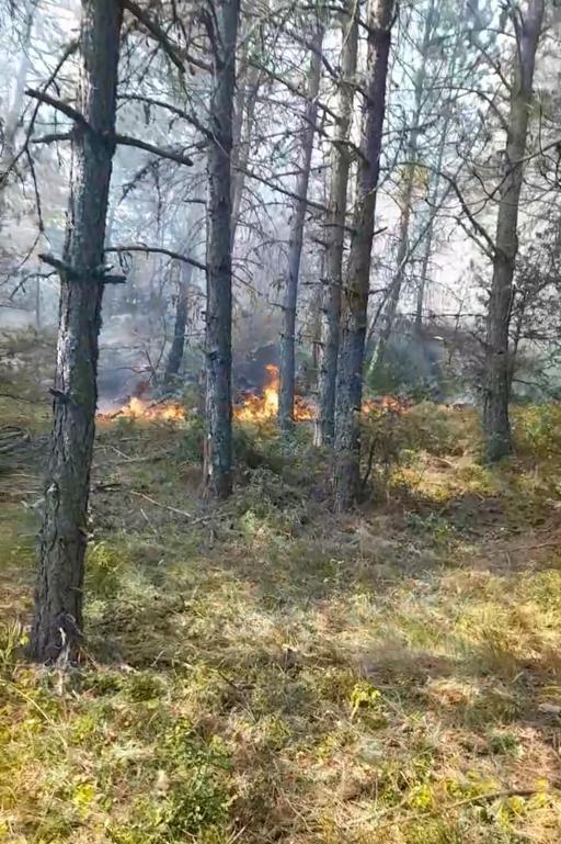 Sinopta orman yangını